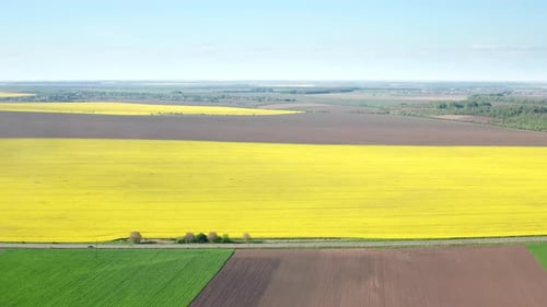 Astonishing Scenery of Blooming Rapeseed Field in Summertime