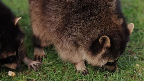 Two Raccoons Foraging in Green Grass
