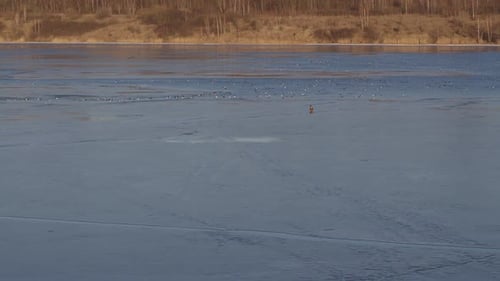 Sea eagle standing on ice, drone aerial view. Lithuania nature