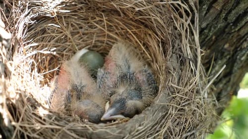 Baby Birds Sleeping in Their Nest