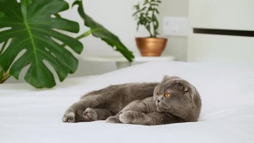 Long-haired Cat Grooms Itself on White Bed
