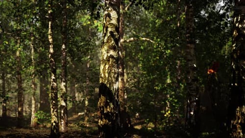 A Dense Birch Forest with Towering Trees Reaching Towards the Sky