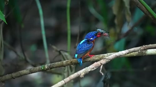 Vibrant Kingfisher Perched on Branch Eating Insect