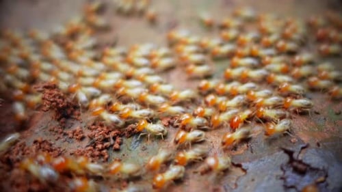 Termites walking colony on the ground