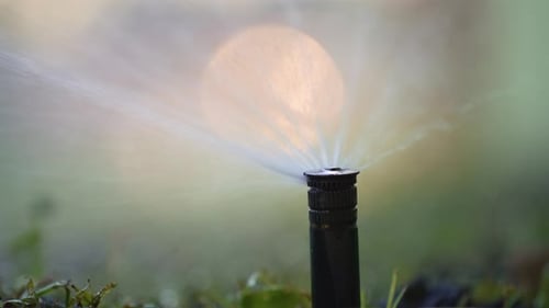 Sprinkler Watering Lawn Grass During Dry Season