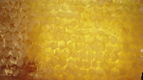 Goldene natürliche Waben mit versiegeltem Honig im Inneren, der im Licht glitzert.