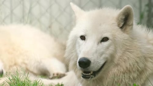 Two Arctic Wolves in Captivity Basking in the Sun