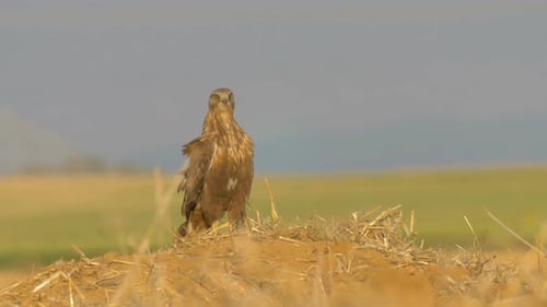 Hawk Perched and Taking Flight from Mound