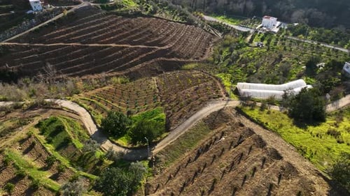 Serene Farmsteads Cinematic Drone's Aerial View of the Charming Avocado Farms in Turkey