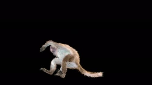 66 Breakdance : Fin de Monkey Dance 4K