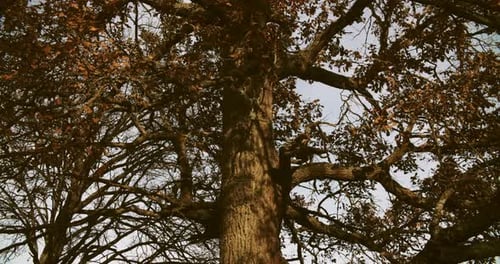 Oak Wood Tree Trunk In