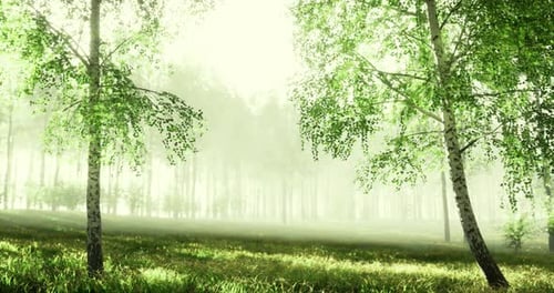 Morning Light Filters Through Misty Forest with Lush Greenery and Trees