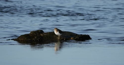 Common sandpiper, The Camargue, France