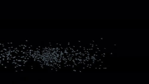 Realistic Flock of Birds Flying Animation