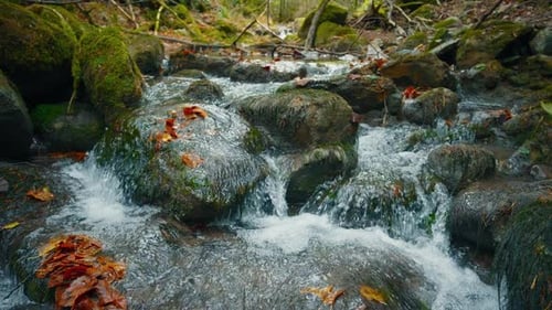 Splashing Mountain River Water Flowing on Rocks with Moss and Autumn Foliage