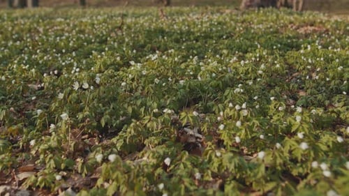 Schneeglöckchen auf dem Boden im Wald an einem sonnigen, hellen Tag, Blütenflora, Jahreszeit, natürlicher Wald, Natur