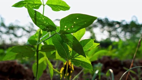 The leaves of the bean plant have holes eaten by caterpillars