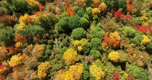 A stunning bird’s-eye view of autumn trees in full color, painted in red, orange, and green across t