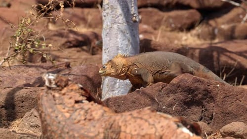 A yellow Land Iguana (Conolophus subcristatus) walks over rocks and cactus looking for food on North