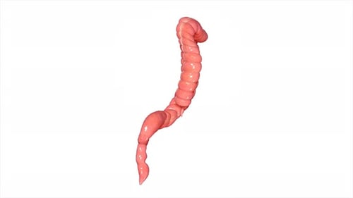 Human large intestine anatomy in detailed view