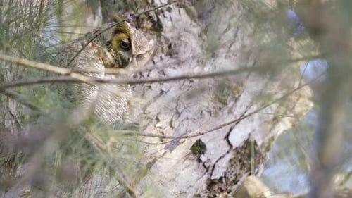 Owl Perched in Tree Looking at Camera