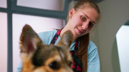 Woman Drying Corgi Dog with Blue Towel