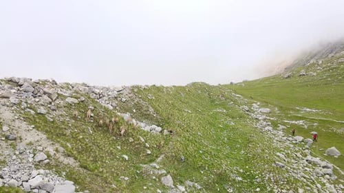 Eine Herde Bergziegen, Auerochsen, rennt über die Moräne