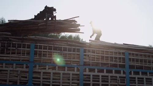 A Crane Loading Logs Onto the Bed of a Large Truck with the Help of a Worker at Dusk in Vietnam