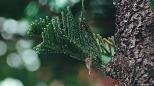 Close-up of cool green pine tree branches. Static shot