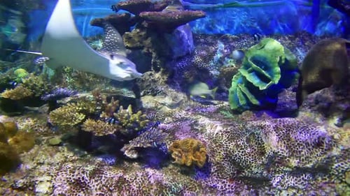 Tranquil stingray gracefully swimming underwater in a tropical coral reef ecosystem