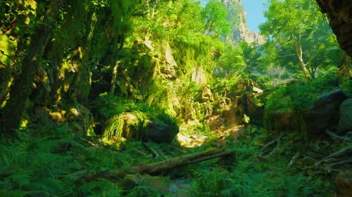 A Lush Green Forest Filled with Lots of Trees
