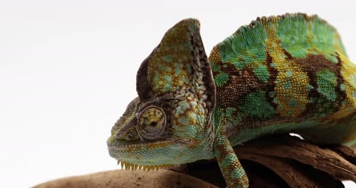 Caméléon marchant sur une branche d'arbre sur fond blanc - profil latéral