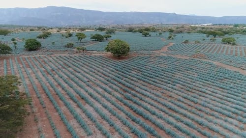 Aerial View of Agave Field in Tequila, Jalisco. Mexico