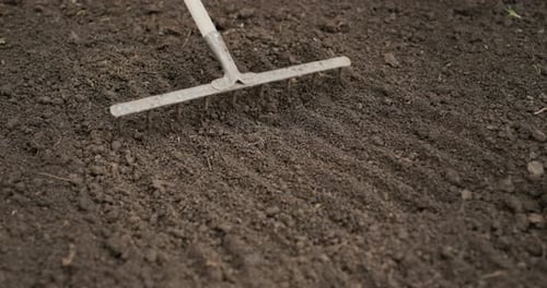 Working in a Farmer's Garden a Man Levels the Soil with a Rake