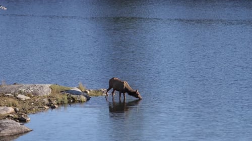 elk female takes drinks from lake while standing in it long range slomo