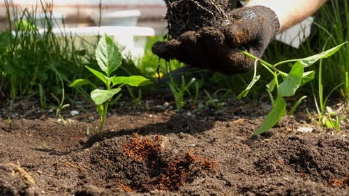 Hands Planting Seedling in Sunny Garden Bed