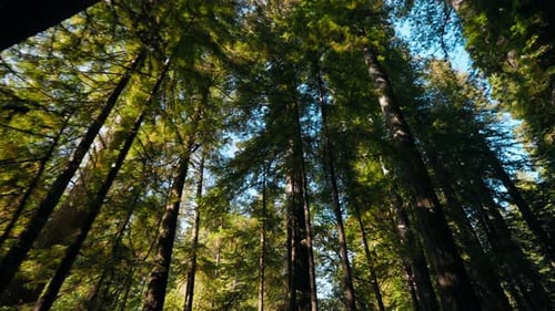 Driving Beneath The Giant Redwood Trees Looking Up From Below