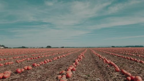 4k Giant Pumpkin patch - Drone Flight dolly in
