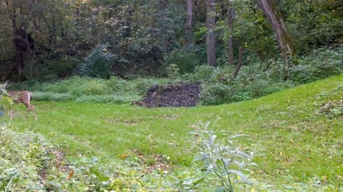 White tail deer - Doe slowly, cautiously walks through a clearing in the woods; she stops and stares