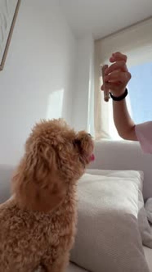 Woman Teasing Poodle with Treat