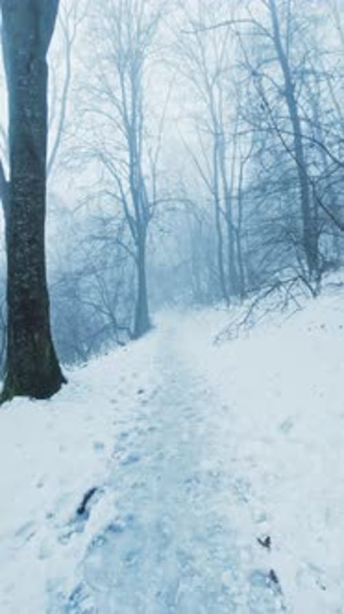 Vertical Winter Forest Walk POV