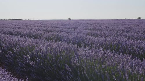 Blooming lavender fields with blue lavender flowers, camera moving slowly along bushes.
