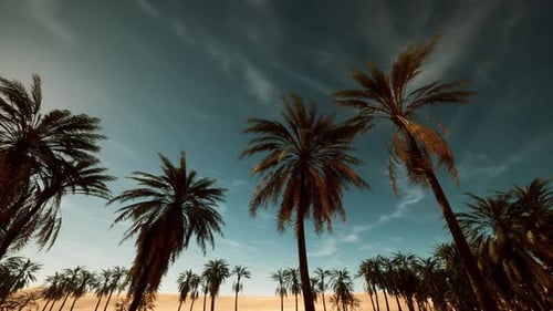 Panoramic View of Desert Oasis with Palm Trees and Sky