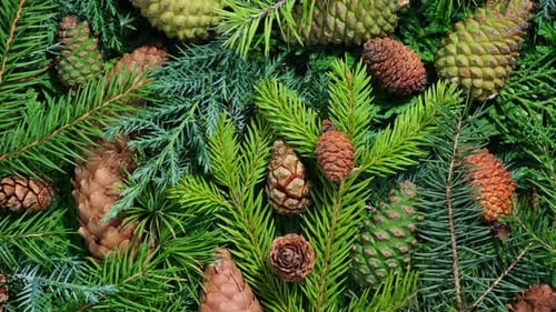 Evergreen Branches and Pine Cones Background