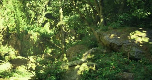 Explore a Lush Green Forest with Vibrant Foliage and Large Stones
