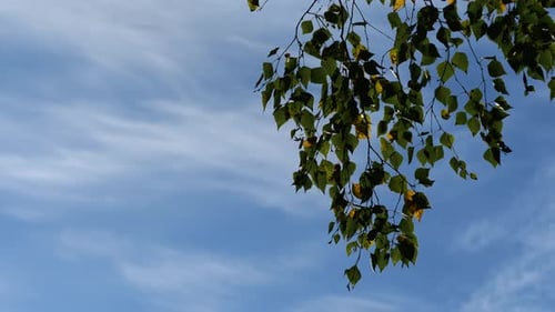 birch branch with yellow and green leaves waving in wind. blue sky on background. copy space