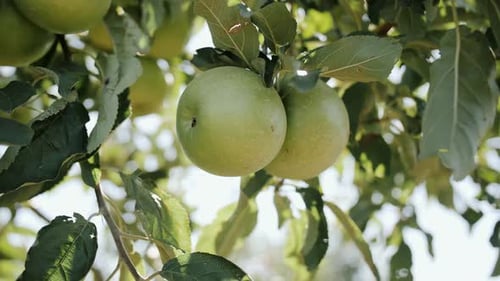 A Ripe Green Apple with Raindrops on an Apple Tree Branch in the Summer