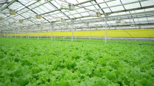 Industrial Greenhouse for Growing Lettuce Leaves Hydroponics Farm