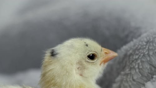 ein einzelnes Hühnchen, Baby, Geflügel, Henne, Neugeborenes, sitzt auf einer Decke und schläft ein