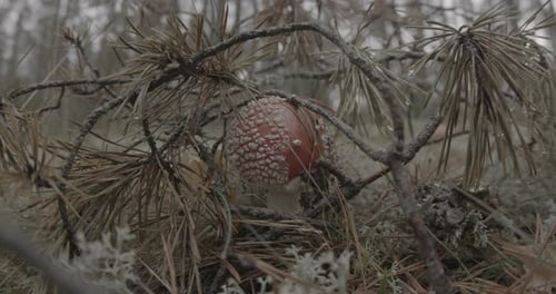 Red Mushroom in Forest among Pine Needles
